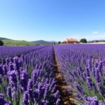 coltivare e vendere lavanda